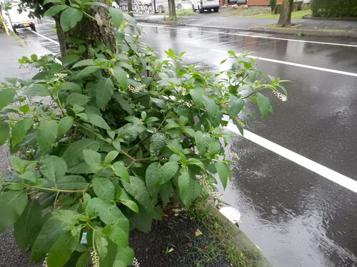 American pokeweed