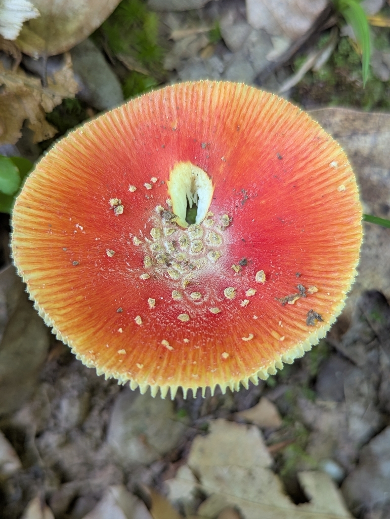 False Caesar's Mushroom · July 2026 · photo: Photo: (c) Drew Palmer, some rights reserved (CC BY) · iNaturalist