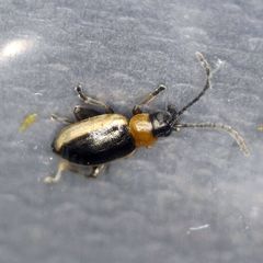 Longitarsus dorsalis