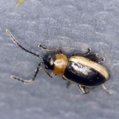 Longitarsus dorsalis