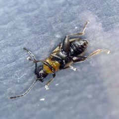 Longitarsus dorsalis