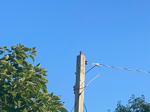 House Sparrow