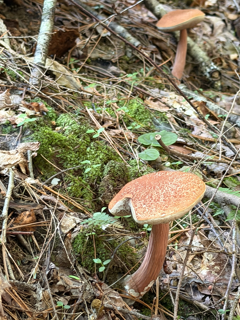 Graceful Bolete · July 2026 · photo: Photo: no rights reserved · iNaturalist
