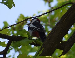 Dendrocopos major