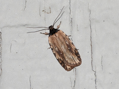 Agonopterix atrodorsella