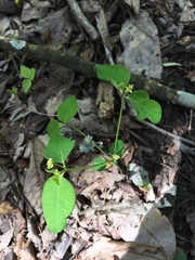 Euphorbia mercurialina