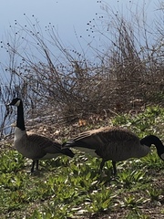 Branta canadensis