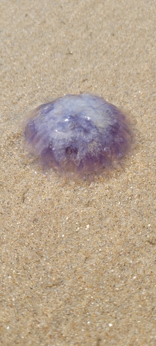 Blue Jelly