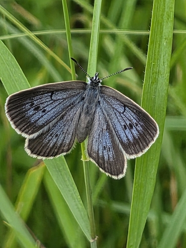 Scarce Large Blue