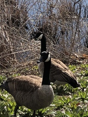 Branta canadensis