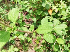 Lippia alba