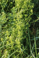 Melanotaenium endogenum