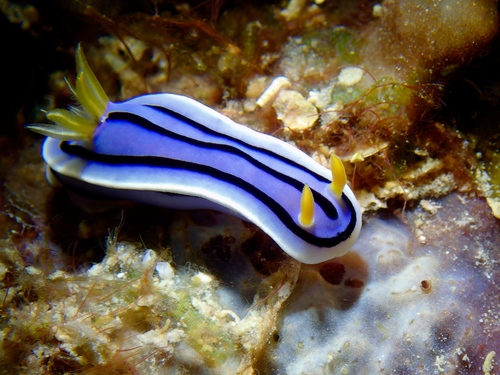 Loch's Chromodoris (Chromodoris lochi)