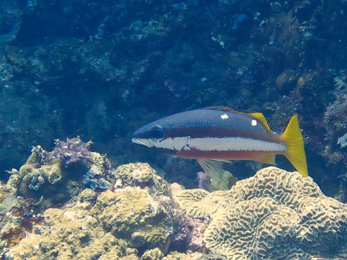 Snapper (Lutjanus biguttatus) — Lutjanidae — 4