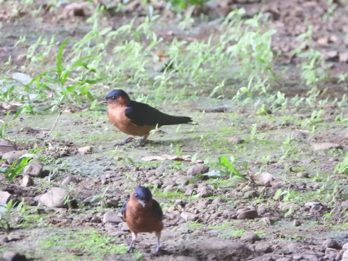 Rufous-bellied Swallow (Cecropis badia), photo 2