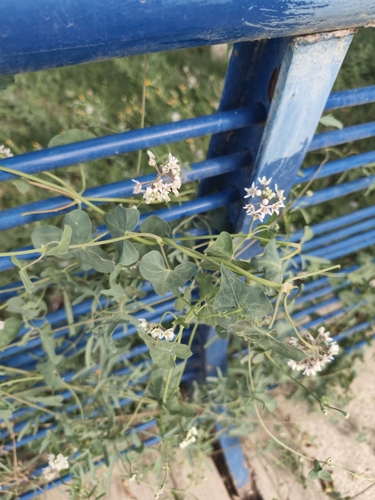 Stranglewort