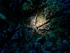 Nardoa gomophia