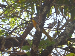 Malaconotus blanchoti