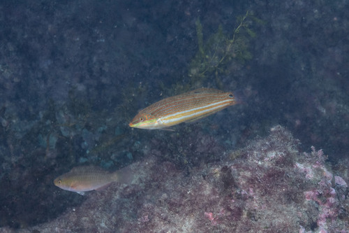Coris aurilineata observed 2026-07-06