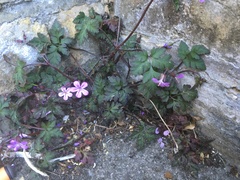 Geranium robertianum