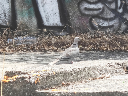 Eurasian Collared-Dove