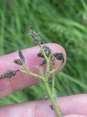 Pilosella cymosa