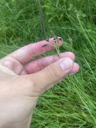 Pilosella cymosa, photograph 2