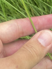 Pilosella cymosa, photograph (c) Илья Руденко, some rights reserved (CC BY)