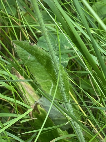 Pilosella cymosa, photograph 4