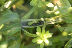 Melanotaenium endogenum