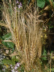 Hordeum vulgare