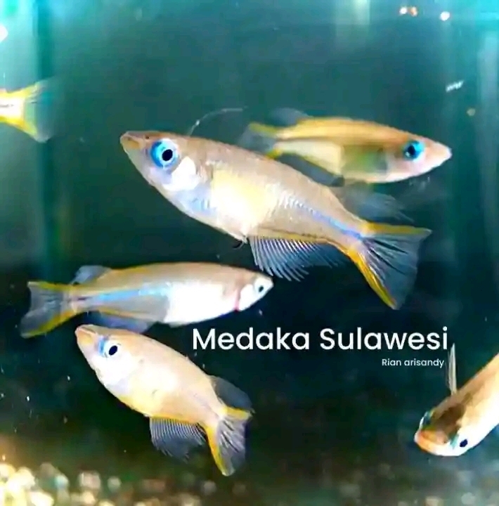 Celebes Ricefish