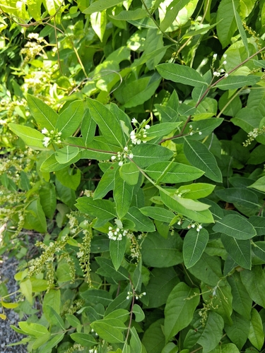 hemp dogbane