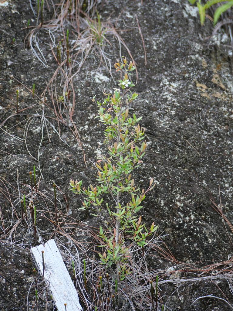 Leptospermum javanicum (Leptospermum javanicum)