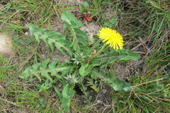 Taraxacum ancistrolobum