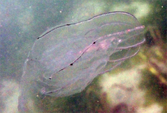 Bolinopsis microptera