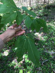 Aesculus pavia