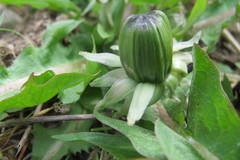 Taraxacum ancistrolobum