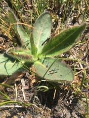Hieracium longipilum