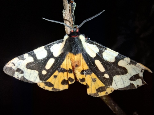 Cream-spot Tiger