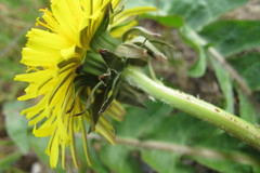 Taraxacum ancistrolobum