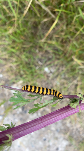 Cinnabar moth