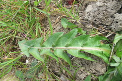 Taraxacum ancistrolobum