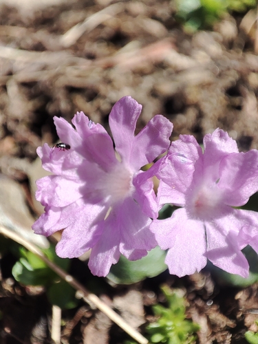 Primula integrifolia, photograph 6