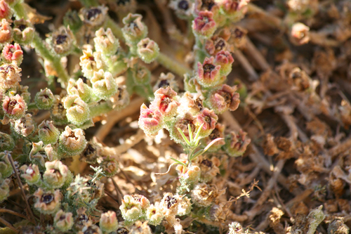 Crystalline ice plant