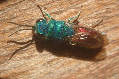 Chrysis terminata
