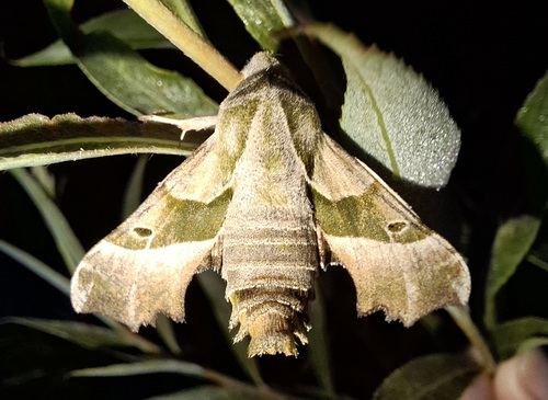 Willowherb Hawkmoth