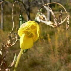 Oenothera longissima