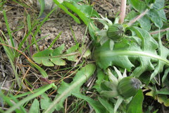 Taraxacum ancistrolobum