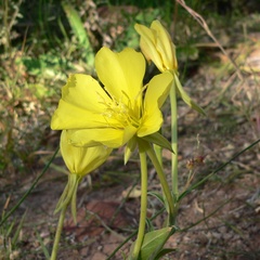 Oenothera longissima, photograph (c) Stan Shebs, some rights reserved (CC BY-SA)